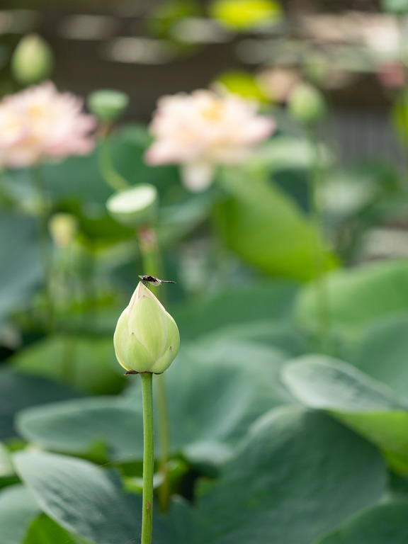 中山法華経寺_龍王池の蓮の花_4