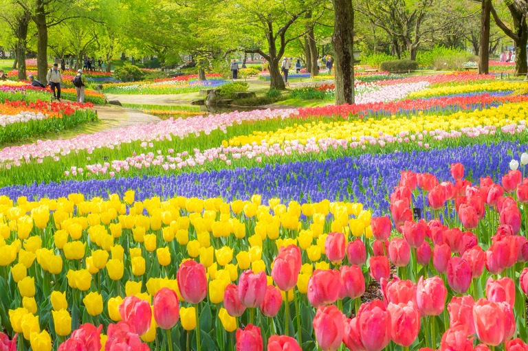 昭和記念公園のチューリップ20150418-1