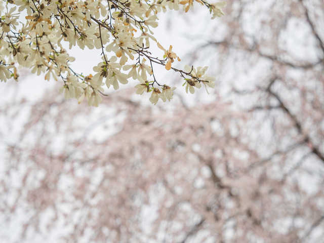 コブシと枝垂れ桜