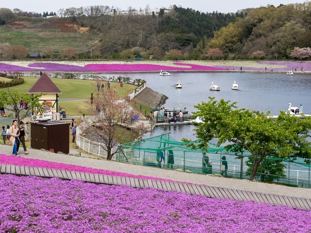 東京ドイツ村｜芝桜20150412-11