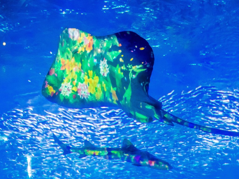 新江ノ島水族館「ナイトワンダーアクアリウム」2015‐15