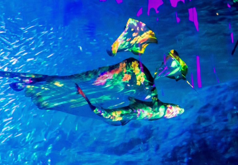 新江ノ島水族館「ナイトワンダーアクアリウム」2015‐9