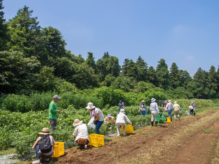 山田農場の一年・７月‐1
