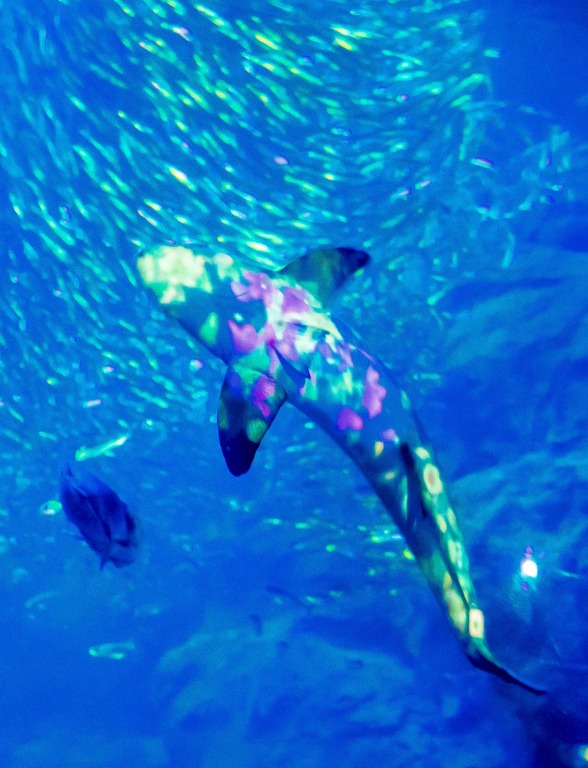 新江ノ島水族館「ナイトワンダーアクアリウム」2015‐11