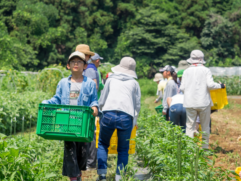 山田農場の一年・７月‐11
