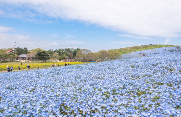 国営ひたち海浜公園のネモフィラ・2016年4月22日-1