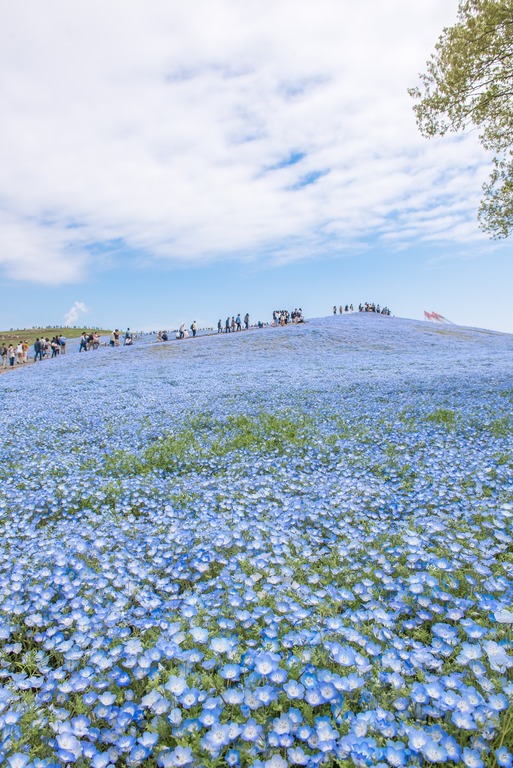 国営ひたち海浜公園のネモフィラ・2016年4月22日-3