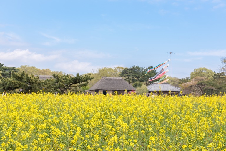 国営ひたち海浜公園のネモフィラ・2016年4月22日-4