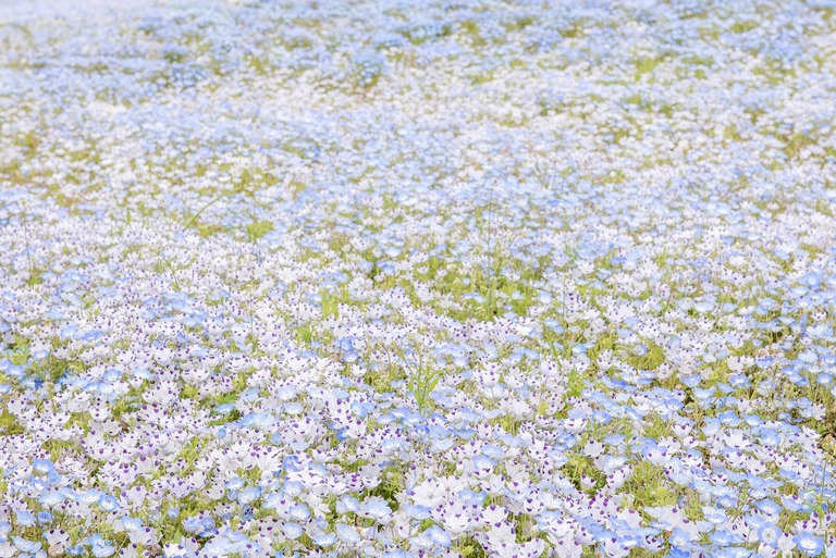 国営ひたち海浜公園のネモフィラ・2016年4月22日-12