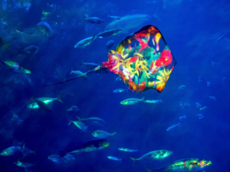 新江ノ島水族館「ナイトワンダーアクアリウム」2015‐14