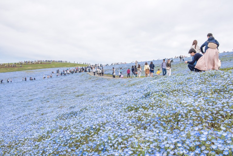 国営ひたち海浜公園のネモフィラ・2016年4月22日-8