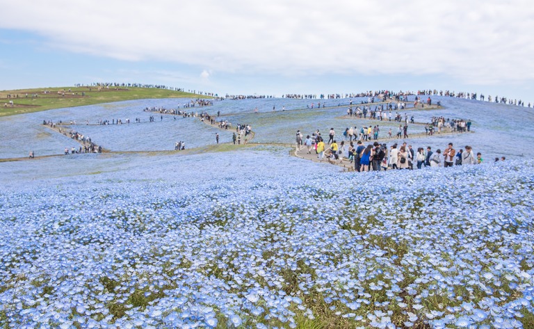 国営ひたち海浜公園のネモフィラ・2016年4月22日-6