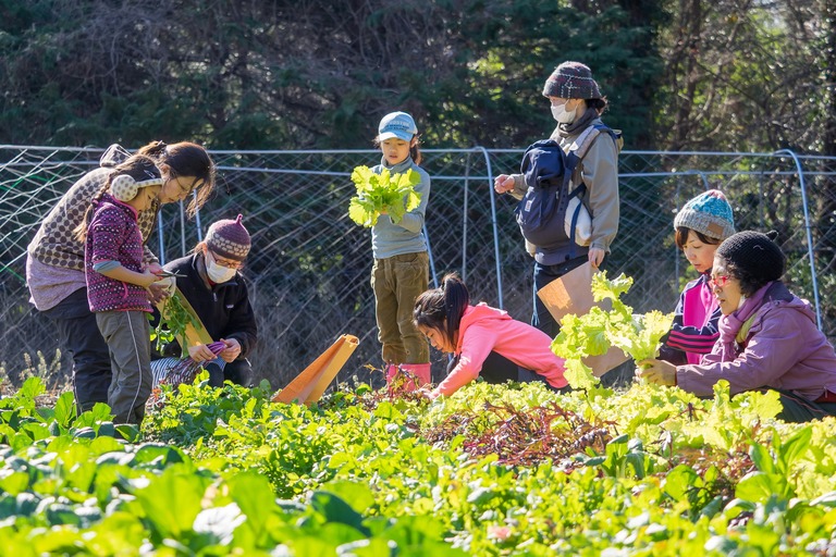 山田農場｜冬野菜の収穫-1