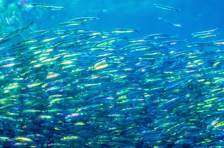 新江ノ島水族館「ナイトワンダーアクアリウム」2015‐8
