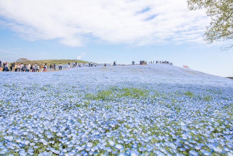国営ひたち海浜公園のネモフィラ・2016年4月22日-2