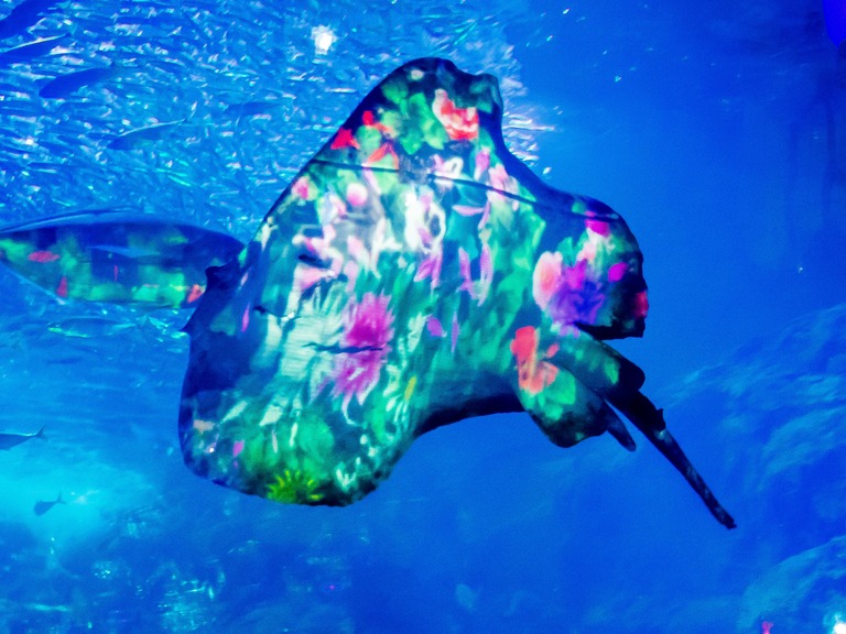 新江ノ島水族館「ナイトワンダーアクアリウム」2015‐13