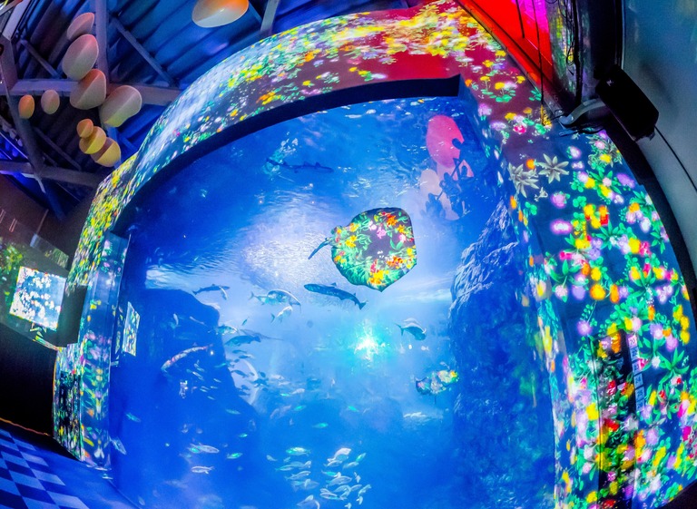 新江ノ島水族館「ナイトワンダーアクアリウム」2015‐2