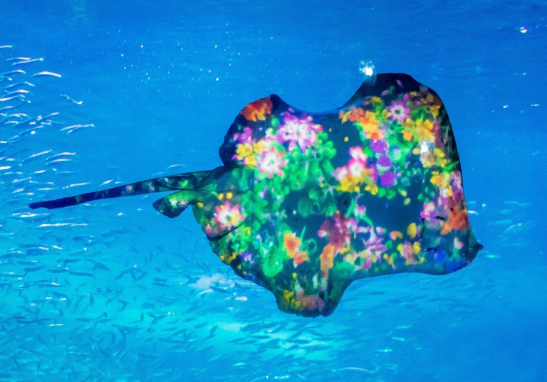 新江ノ島水族館「ナイトワンダーアクアリウム」2015‐10