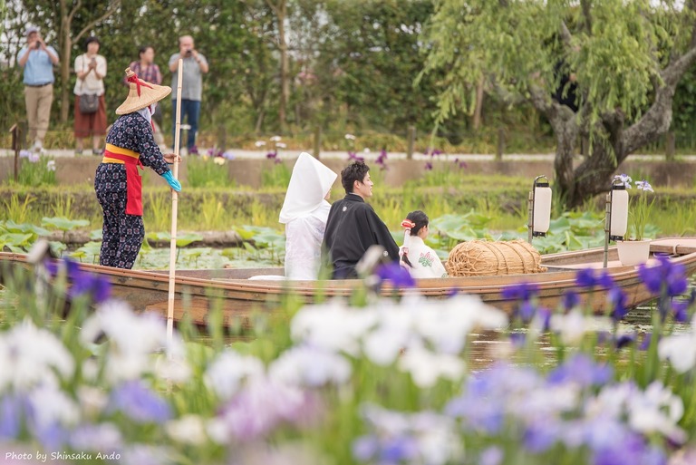佐原水生植物園・あやめ祭り2016＆嫁入り舟-6