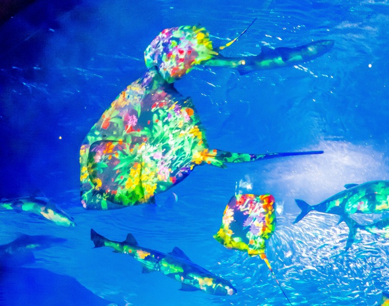 新江ノ島水族館「ナイトワンダーアクアリウム」2015‐3
